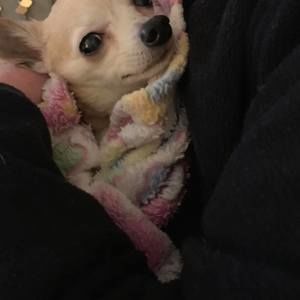 Meet your Posher, Heidi